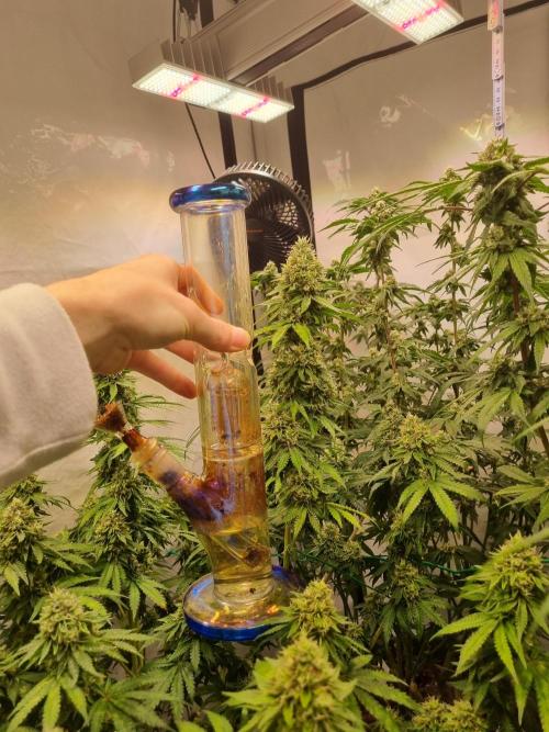 Trio LCG / PM / MimosaEvo. Week 5