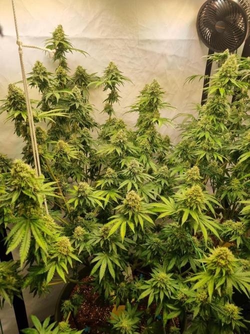Trio LCG / PM / MimosaEvo. Week 5