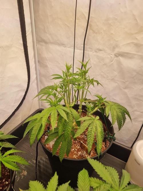 CCG SS Project. Week 7