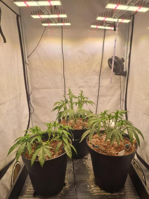 CCG SS Project. Week 7