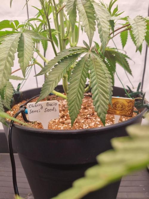CCG SS Project. Week 7