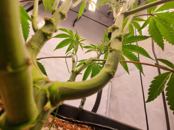 CCG SS Project. Week 7
