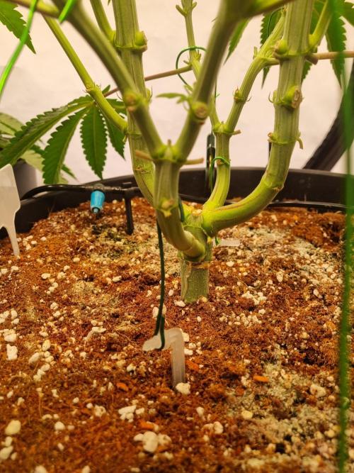CCG SS Project. Week 7