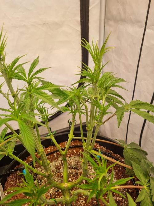 CCG SS Project. Week 7