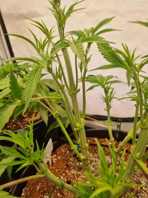 CCG SS Project. Week 7