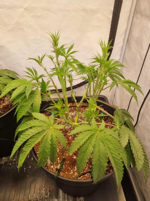 CCG SS Project. Week 7
