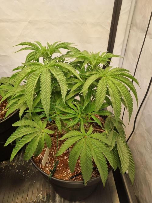 CCG SS Project. Week 7