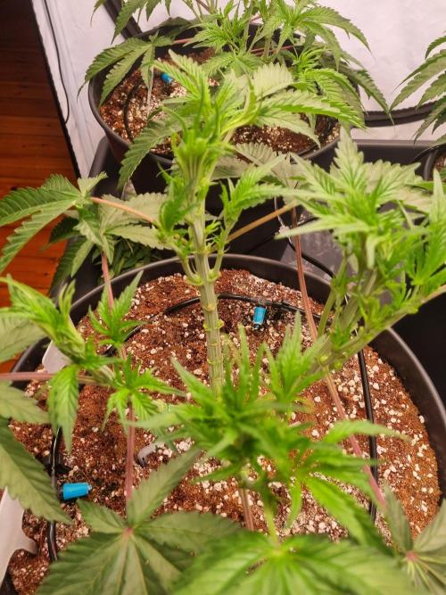 CCG SS Projects. Week 7