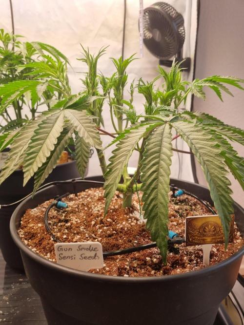 CCG SS Projects. Week 7