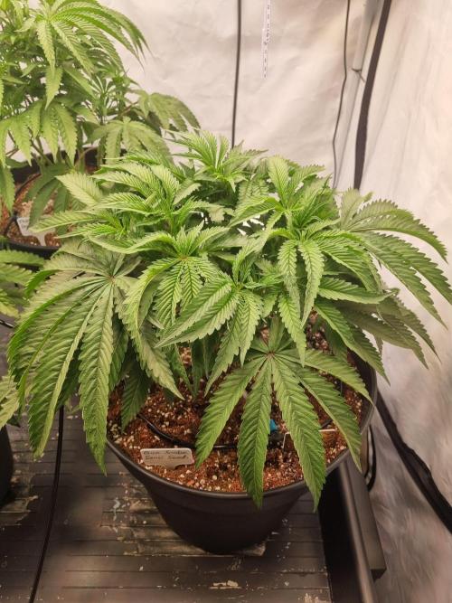 CCG SS Projects. Week 7