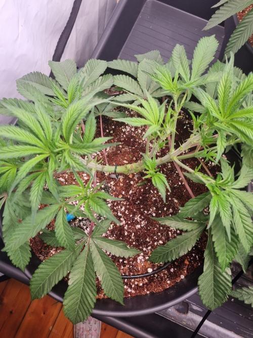 CCG SS Projects. Week 3