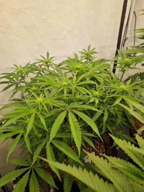 CCG SS Projects. Week 10