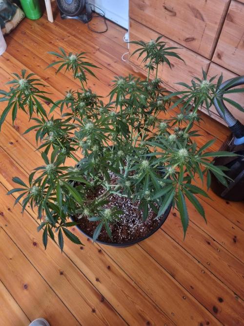 CCG SS Projects. Week 10