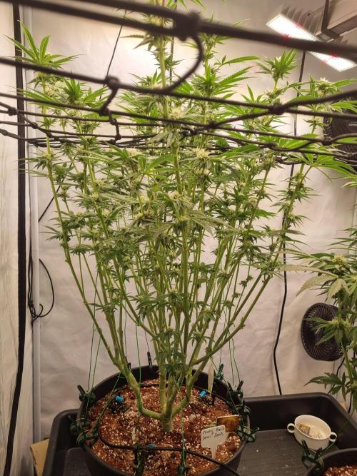 CCG SS Project. Week 4
