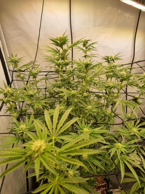 CCG SS Project. Week 4