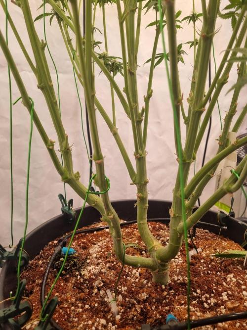 CCG SS Project. Week 4