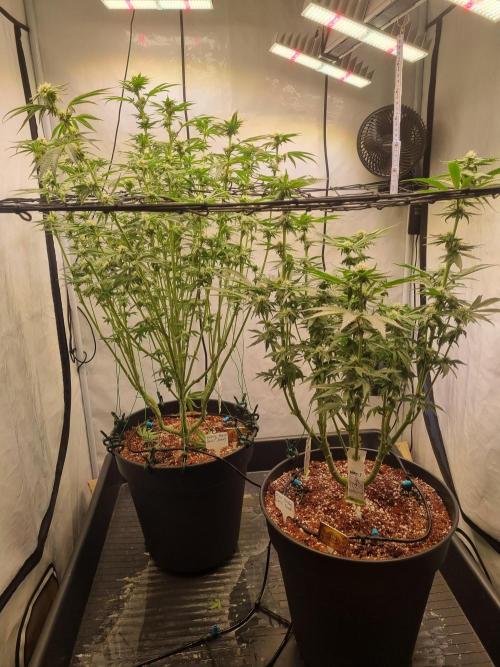 CCG SS Project. Week 4