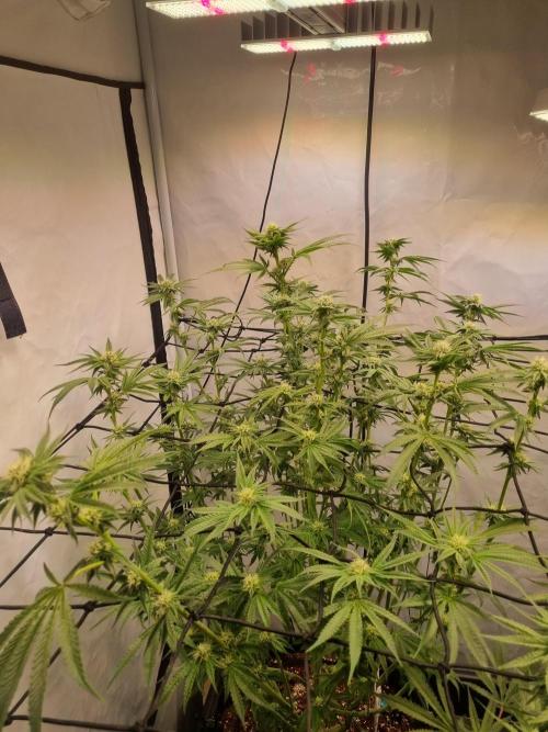 CCG SS Project. Week 4