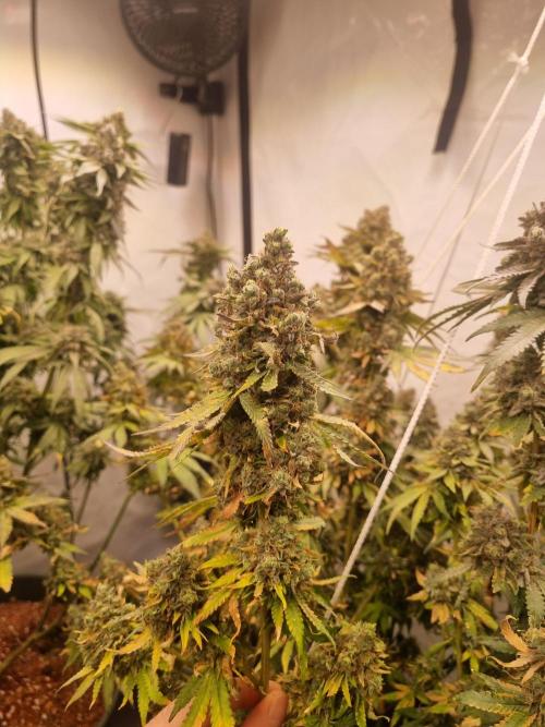 Trio LCG / PM / MimosaEvo. Week 8