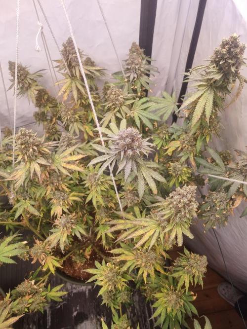 Trio LCG / PM / MimosaEvo. Week 8