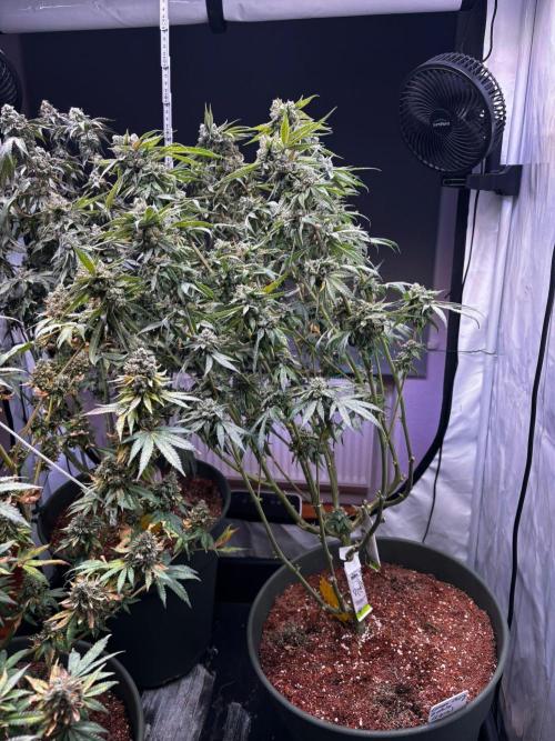 Trio LCG / PM / MimosaEvo. Week 8