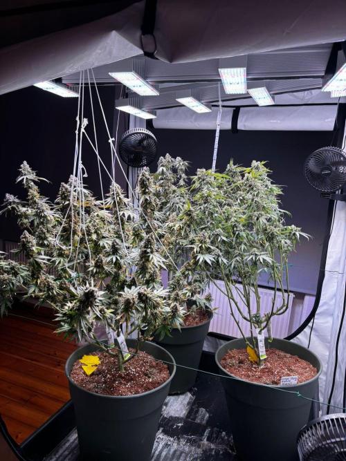 Trio LCG / PM / MimosaEvo. Week 8