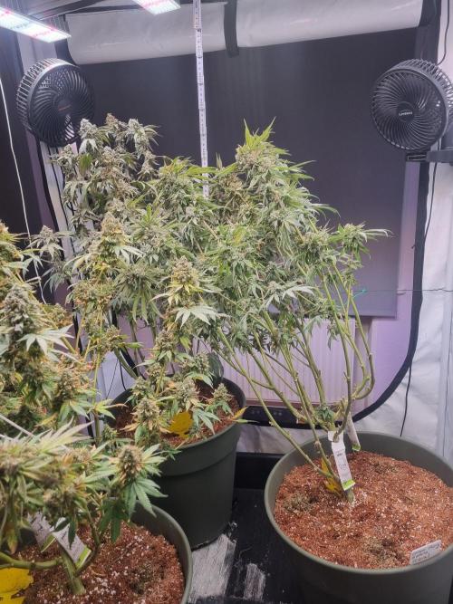 Trio LCG / PM / MimosaEvo. Week 10