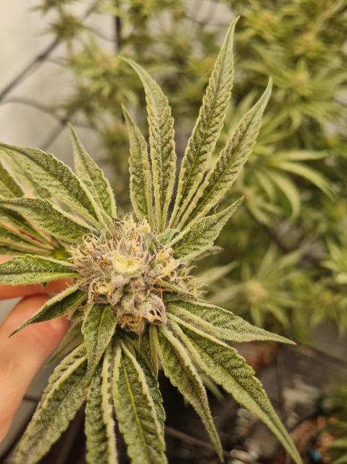 CCG SS Project. Week 8