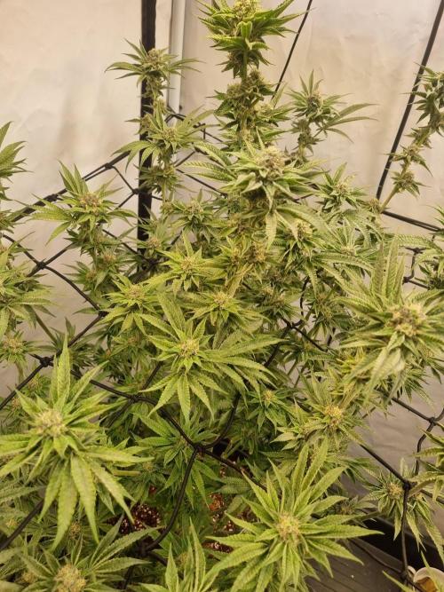 CCG SS Project. Week 8