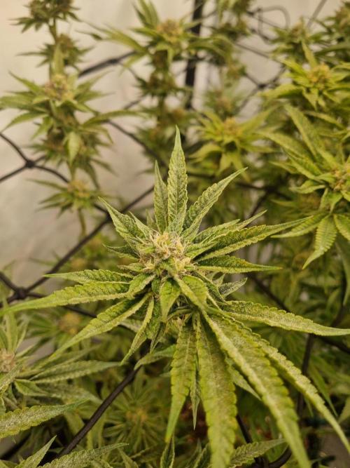 CCG SS Project. Week 8