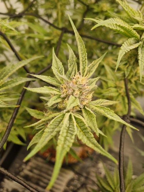 CCG SS Project. Week 8