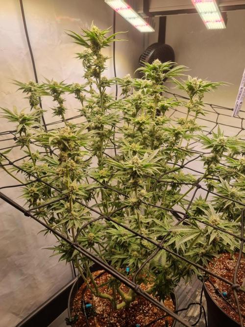 CCG SS Project. Week 8