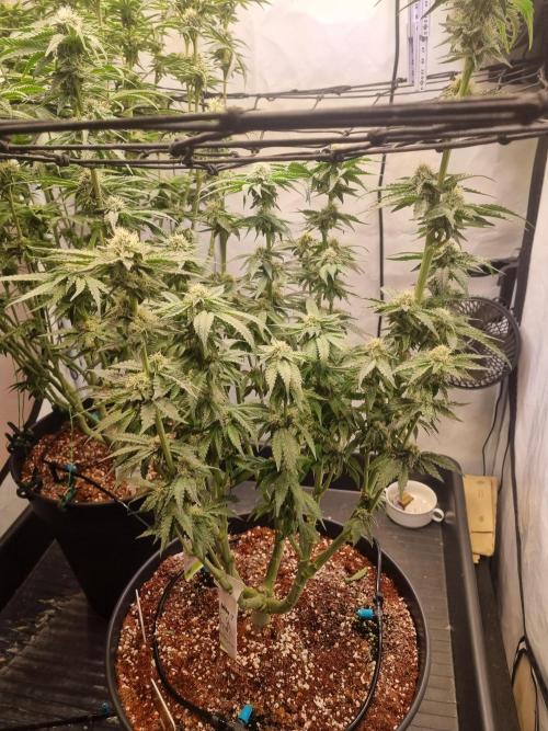 CCG SS Projects. Week 8