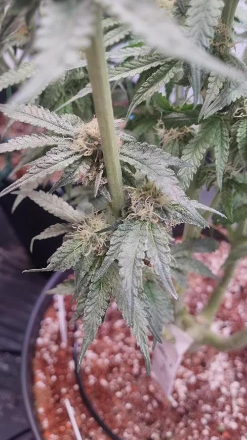 Gun Smoke Fem. Week 8