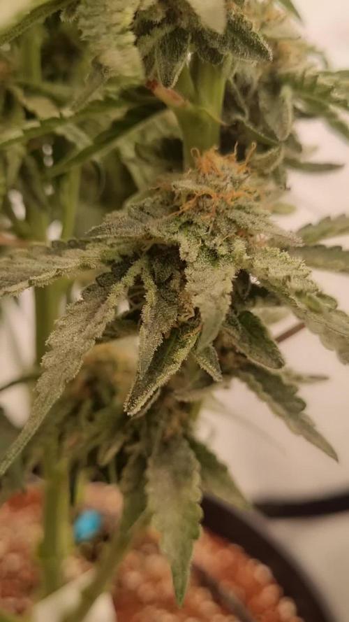 Gun Smoke Fem. Week 9