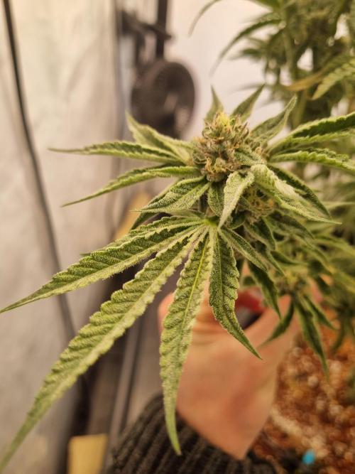 Cherry Bacio. Week 9