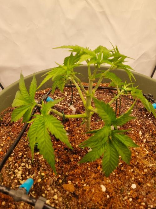 Insane OG | Barneys Farms. Week 1