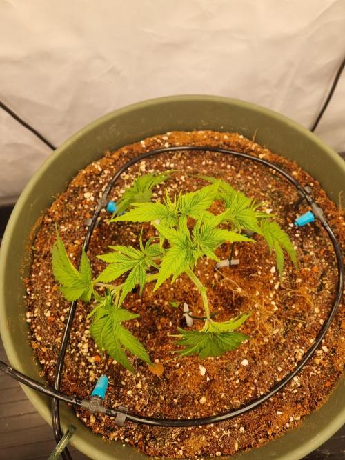 Insane OG | Barneys Farms. Week 1