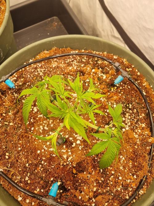 Insane OG | Barneys Farms. Week 1