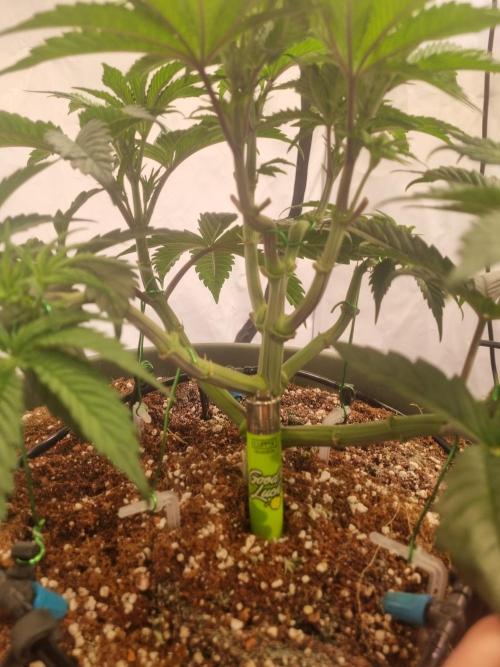 Insane OG | Barneys Farms. Week 1