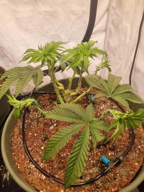 Insane OG | Barneys Farms. Week 1