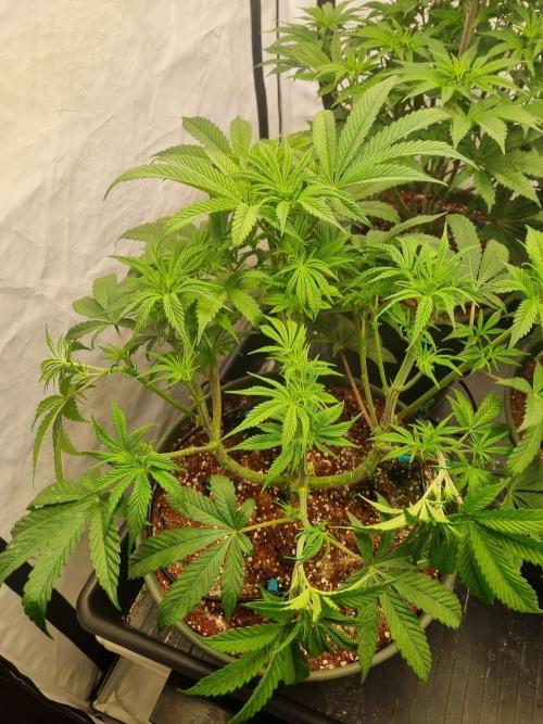 Insane OG | Barneys Farms. Week 1