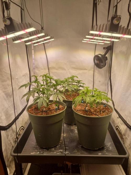 Insane OG | Barneys Farms. Week 1