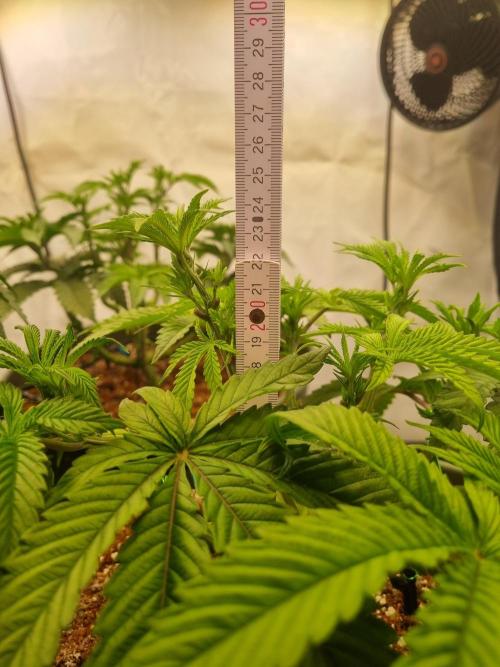 Insane OG | Barneys Farms. Week 1