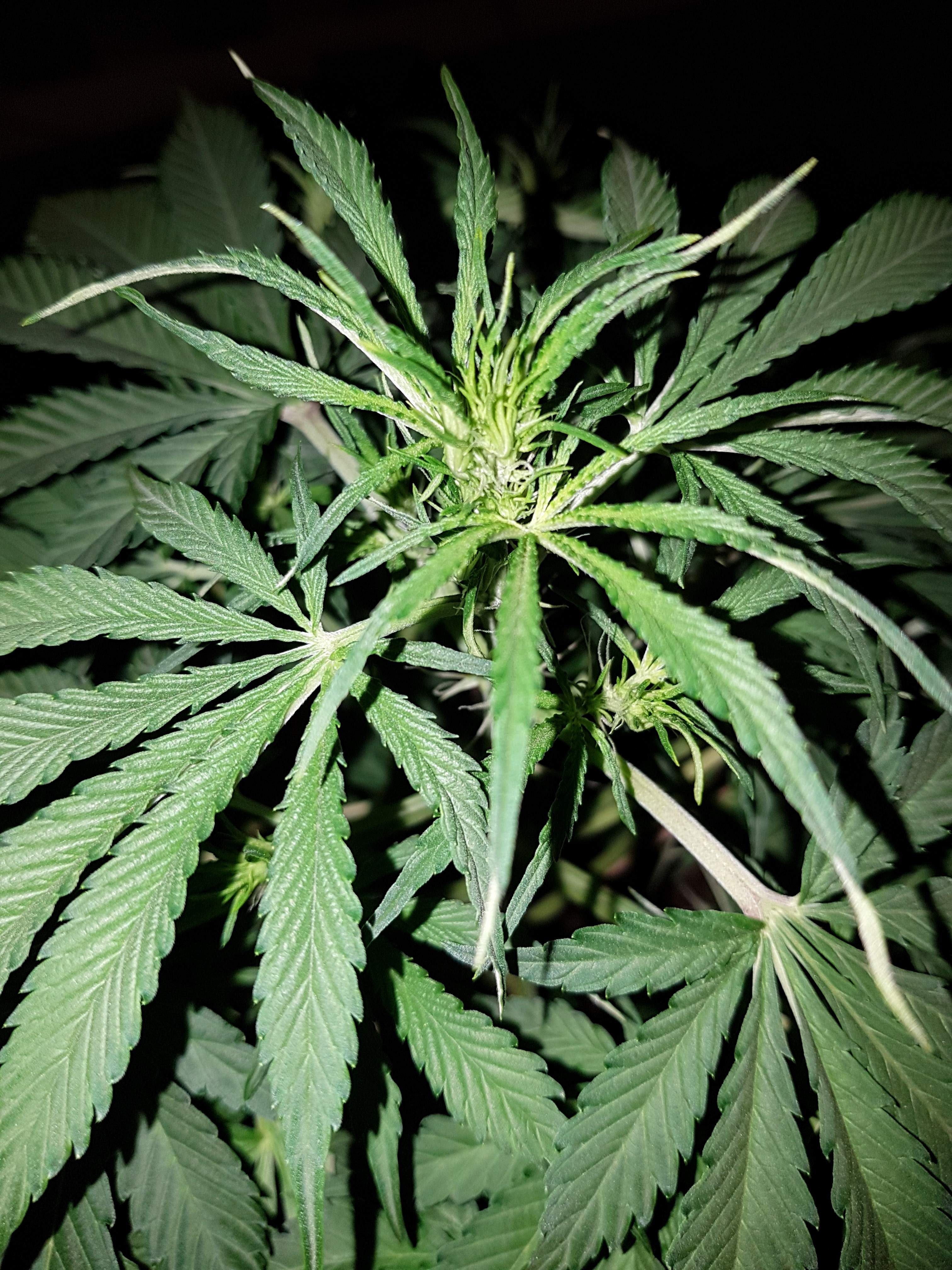 Sweet Seeds Cream Caramel Auto® grow diary (journal) week5 by Perth