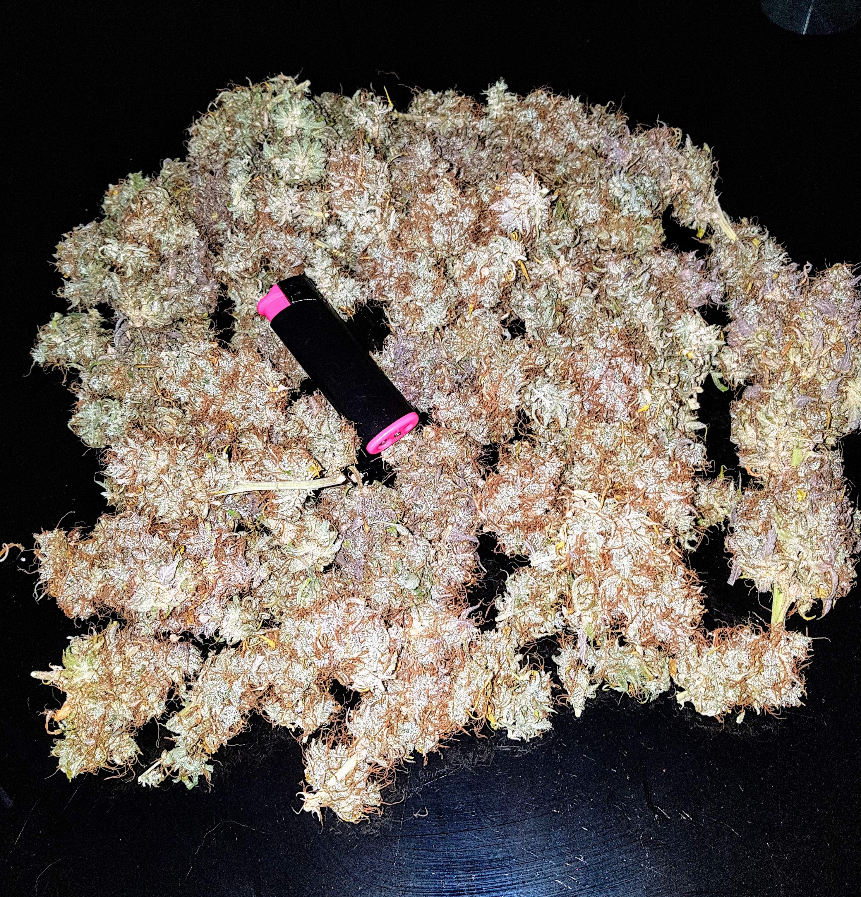 Sweet Seeds Cream Caramel Auto® grow diary (journal) harvest12 by Perth