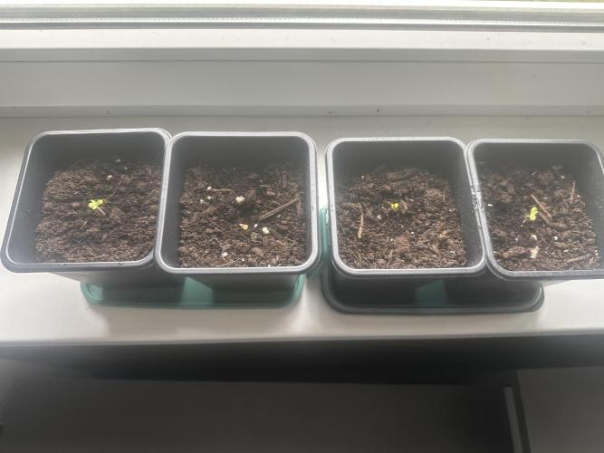 South African Kwazulu Auto. Week 1