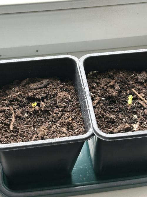South African Kwazulu Auto. Week 1