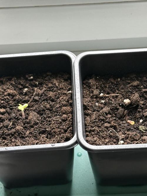 South African Kwazulu Auto. Week 1