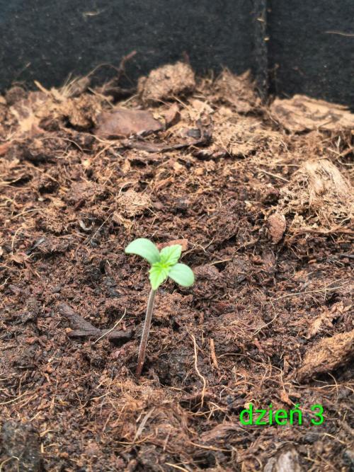1st timer. BlackBerry auto for a start. Week 1